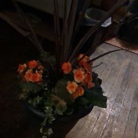 Photo of the plant species Amstel Carnival Begonia by @LucentKoa named Harmony on Greg, the plant care app