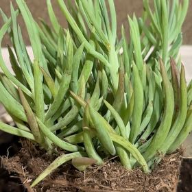 Photo of the plant species Senecio vitalis by @HomelyCoralfern named Duke on Greg, the plant care app