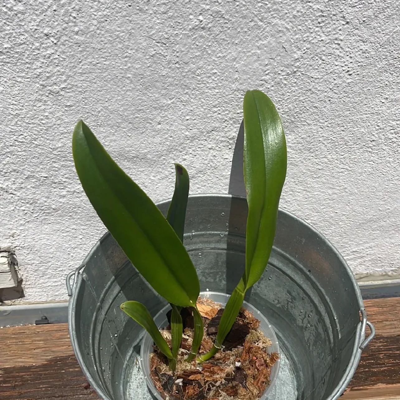 Photo of the plant species Golf Green Hair Pig Orchid by @WarmLovevine named Amazing Thailand Rainbow on Greg, the plant care app