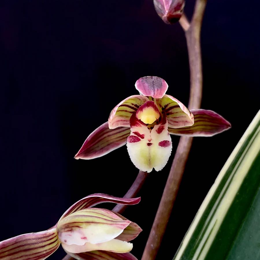 Photo of the plant species Cymbidium orchid by @WarmLovevine named Dad’s Orchid on Greg, the plant care app