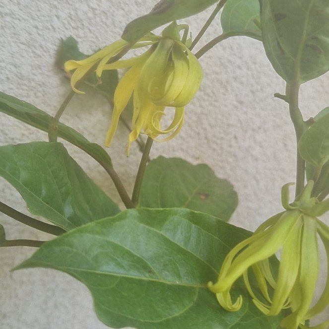 Photo of the plant species Ylang Ylang by @SugarCoralvine named Beyonce on Greg, the plant care app