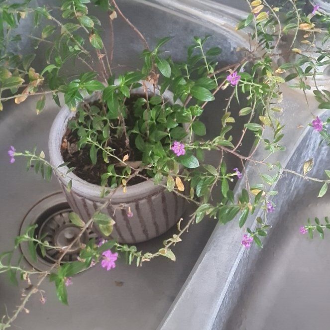 Photo of the plant species Hawaiian Heather by @SugarCoralvine named Curie on Greg, the plant care app