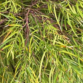 Plant care for Butterfly Pea on Greg, the plant care app