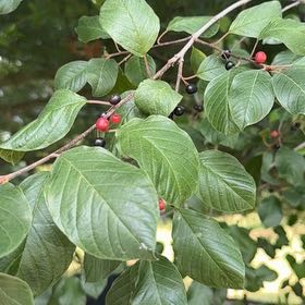 Photo of the plant species European Alder by @Cferrucci named Messi on Greg, the plant care app