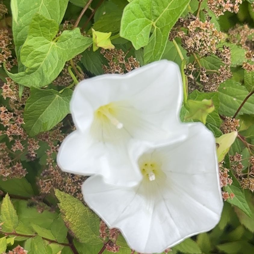 Photo of the plant species Appalachia False Bindweed by @Cferrucci named Sonora on Greg, the plant care app
