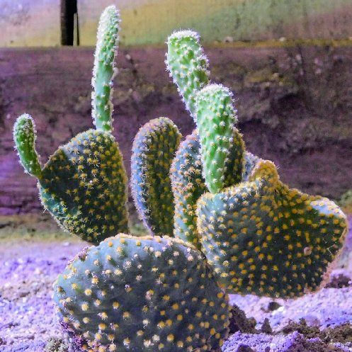 Photo of the plant species Crazy Bunny Ears by @ZaneDyer named Winston on Greg, the plant care app