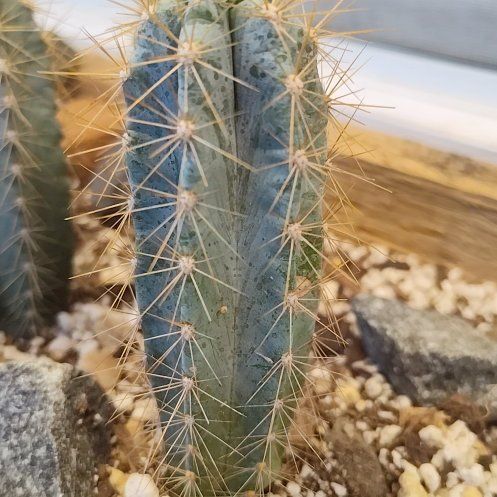Photo of the plant species Blue Torch Cactus by @ZaneDyer named Prince on Greg, the plant care app