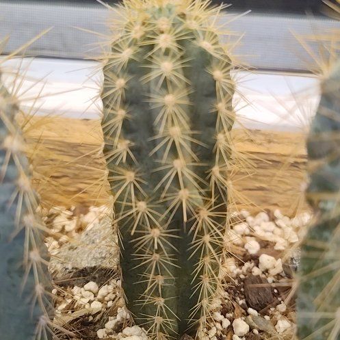 Photo of the plant species Blue Torch Cactus by @ZaneDyer named Athena on Greg, the plant care app