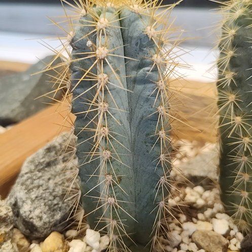 Photo of the plant species Blue Torch Cactus by @ZaneDyer named Elle on Greg, the plant care app