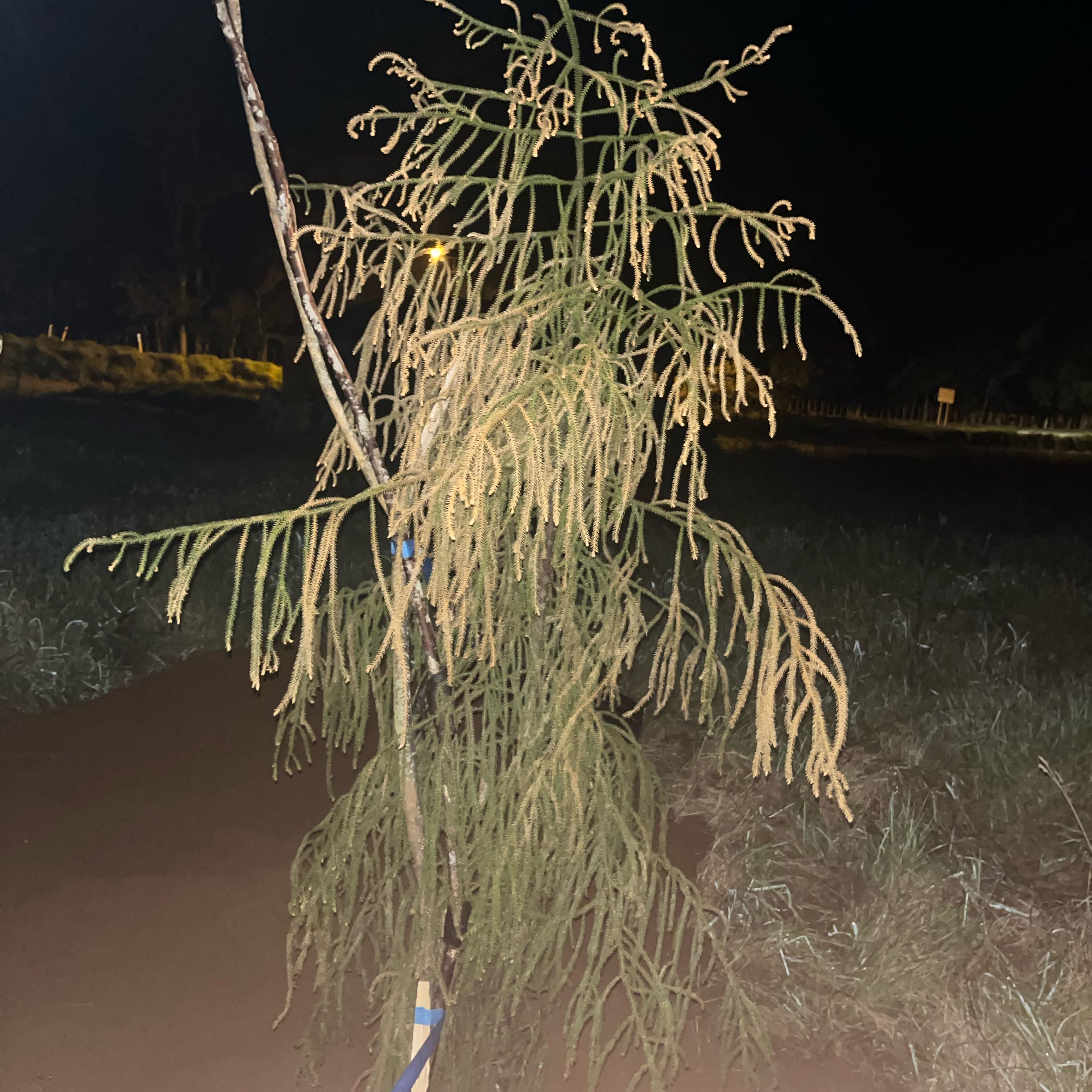Photo of the plant species Red Pine by @YeahDevilsivy named Queen on Greg, the plant care app