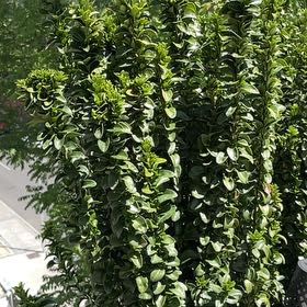 Photo of the plant species Green Spire Euonymus by @NewNerveplant named Kesha on Greg, the plant care app