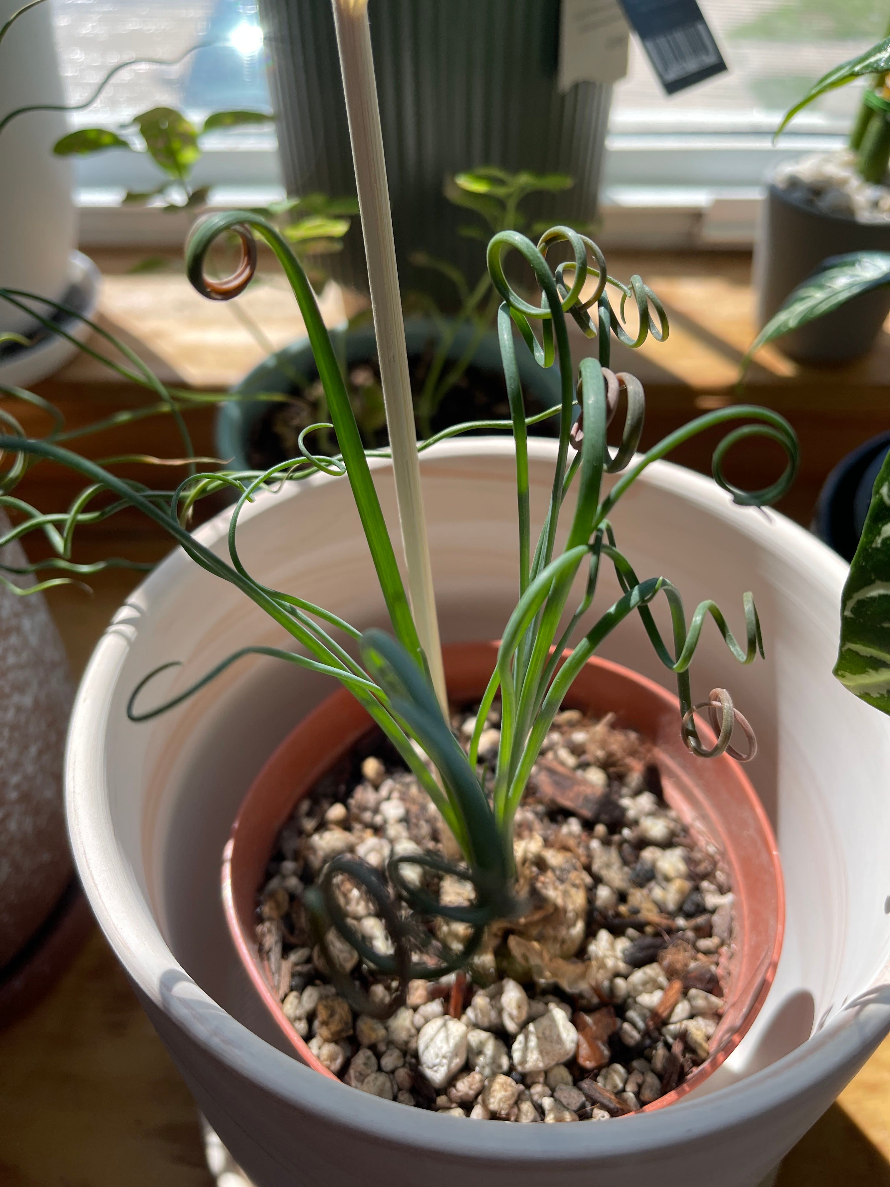 🌞 Albuca Hardiness Zones 8a10b