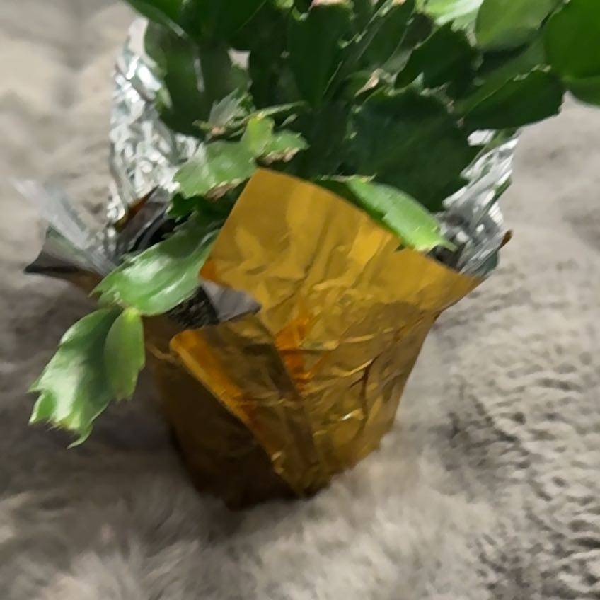 Photo of the plant species Zygocatus by @PoisedBonsai named Rooster on Greg, the plant care app
