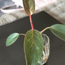 Photo of the plant species Pink Birkin Philodendron by @PoisedBonsai named ??? on Greg, the plant care app