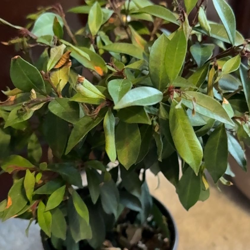 Photo of the plant species Brush Cherry by @PoisedBonsai named 🍒 Cherry 🍒 on Greg, the plant care app