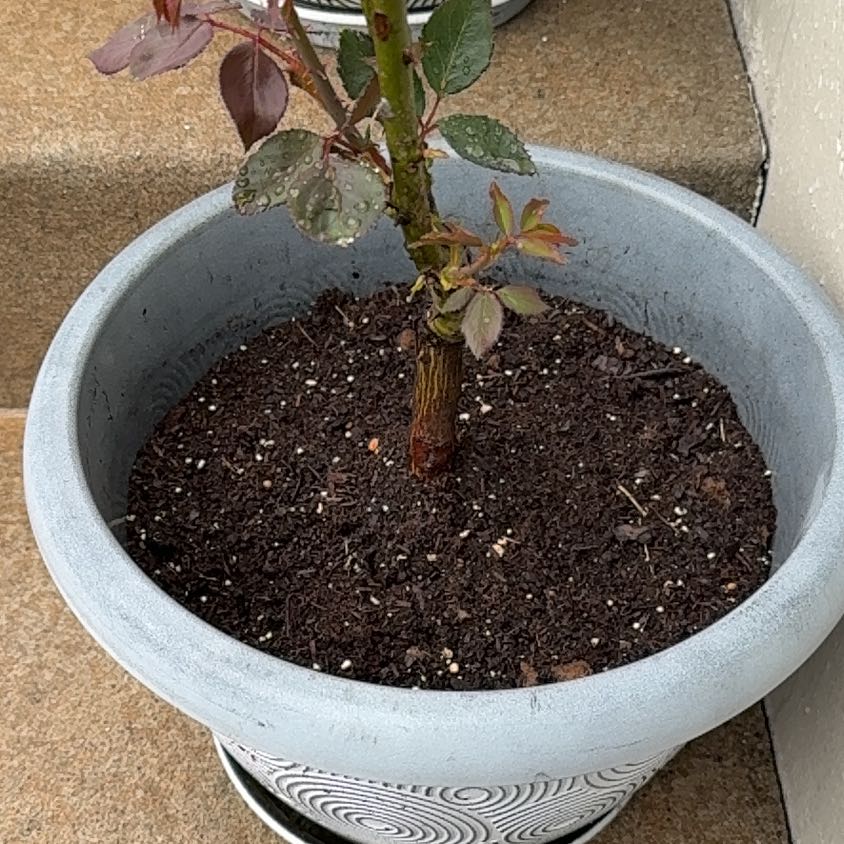 Photo of the plant species Moonlight Magic Rose by @PoisedBonsai named ??? on Greg, the plant care app