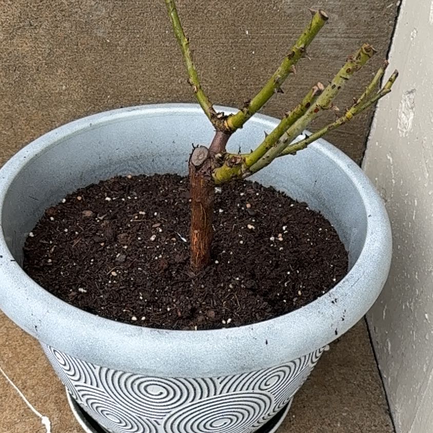 Photo of the plant species Moonlight Magic Rose by @PoisedBonsai named ??? on Greg, the plant care app