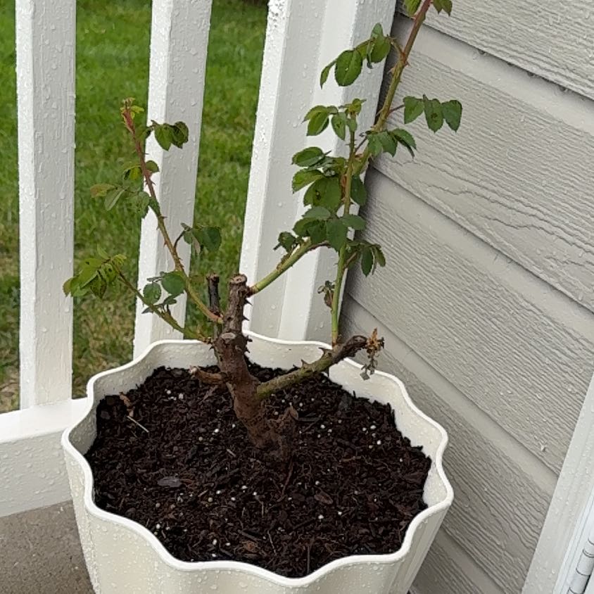 Photo of the plant species Hybrid Tea Rose by @PoisedBonsai named ??? on Greg, the plant care app