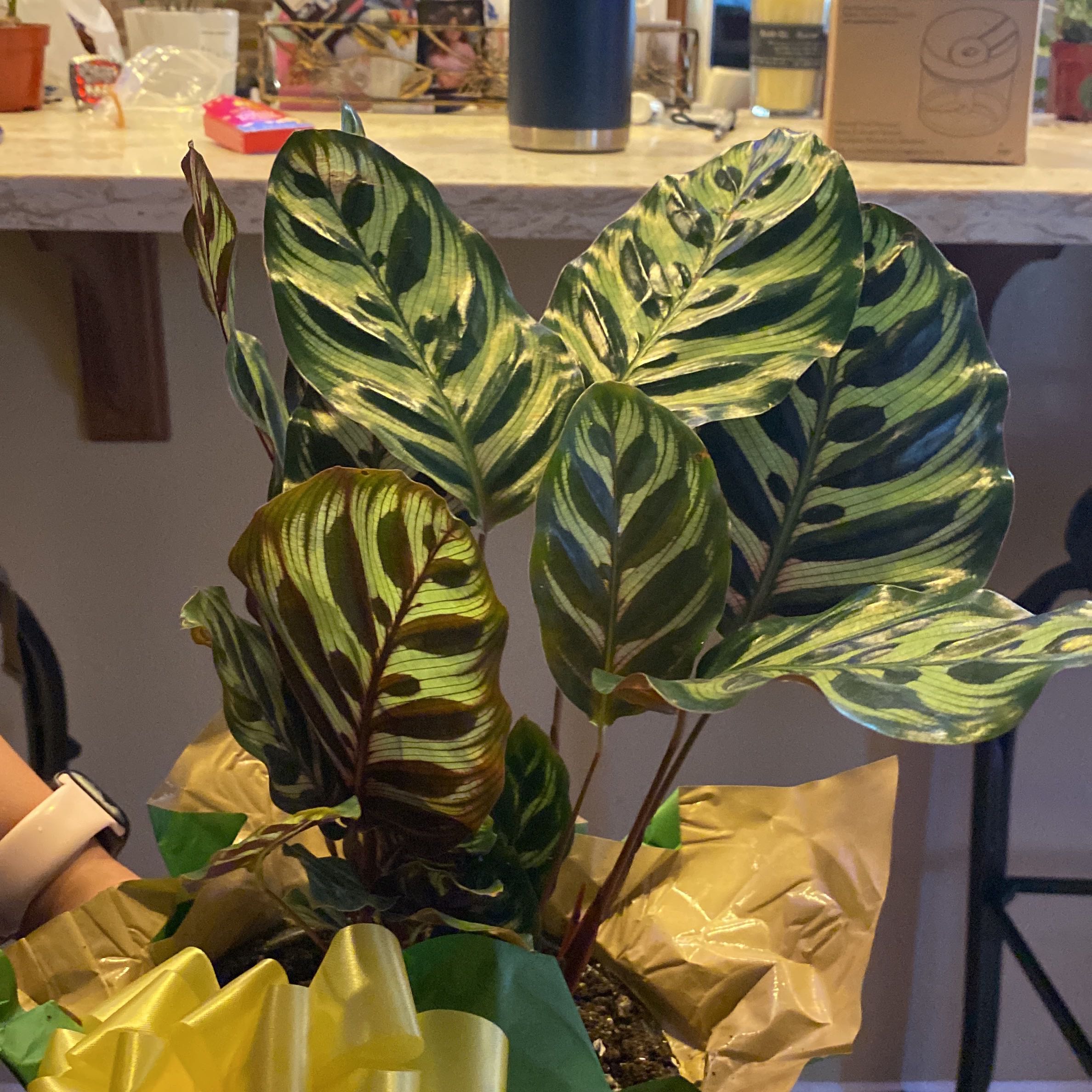 Cathedral Windows plant with variegated leaves, well-framed and healthy.