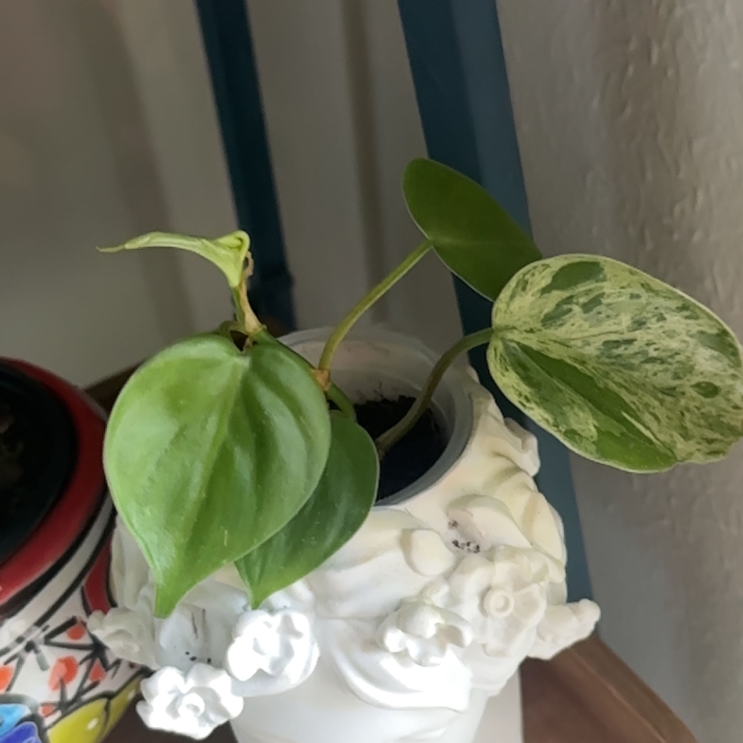 Photo of the plant species Philodendron variegated by @ZealBoojumtree named Figyonce on Greg, the plant care app