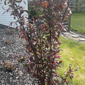 Photo of the plant species Cherry Plum by @GemXylococcus named Gobi on Greg, the plant care app