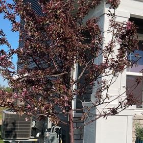Photo of the plant species Cherry Plum by @GemXylococcus named Bruce Lee on Greg, the plant care app
