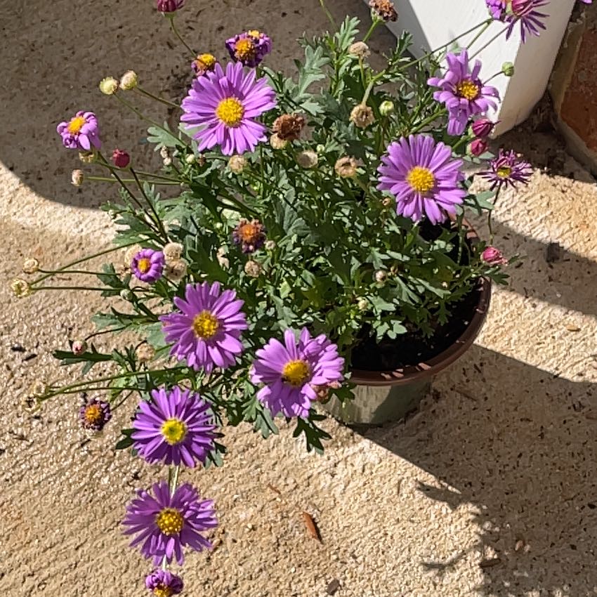 Photo of the plant species Brachyscome angustifolia by @LustrousDyebush named Kardashian on Greg, the plant care app