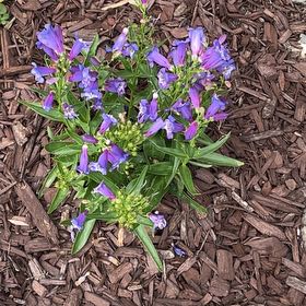 Photo of the plant species Penstemon by @LustrousDyebush named Surya on Greg, the plant care app