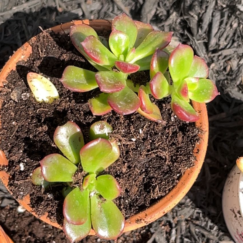 Photo of the plant species Copper Rose by @BigwigKeylime named Mando on Greg, the plant care app