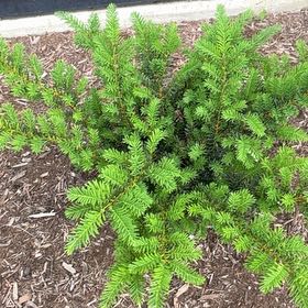 Photo of the plant species Fraser Fir by @Marcoisland named Wall-E on Greg, the plant care app