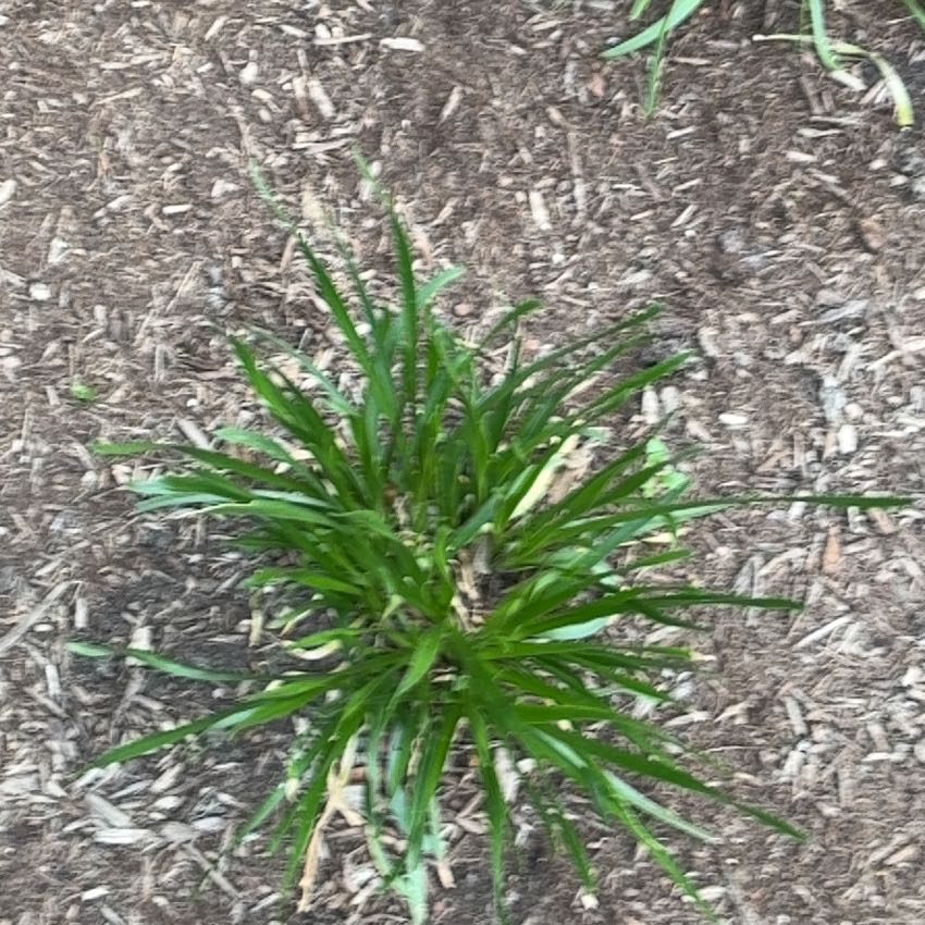 Photo of the plant species Ribwort Plantain by @Marcoisland named Maya on Greg, the plant care app