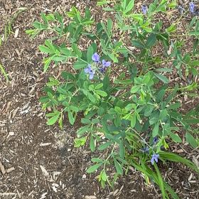 Photo of the plant species Texas Bluebonnet by @Marcoisland named Curie on Greg, the plant care app