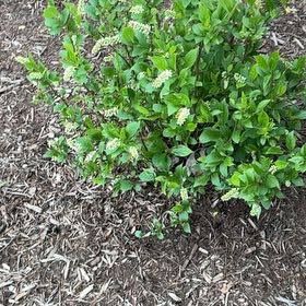 Photo of the plant species Summersweet by @Marcoisland named Osmo on Greg, the plant care app