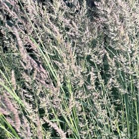 Photo of the plant species Common Velvetgrass by @Marcoisland named Drake on Greg, the plant care app