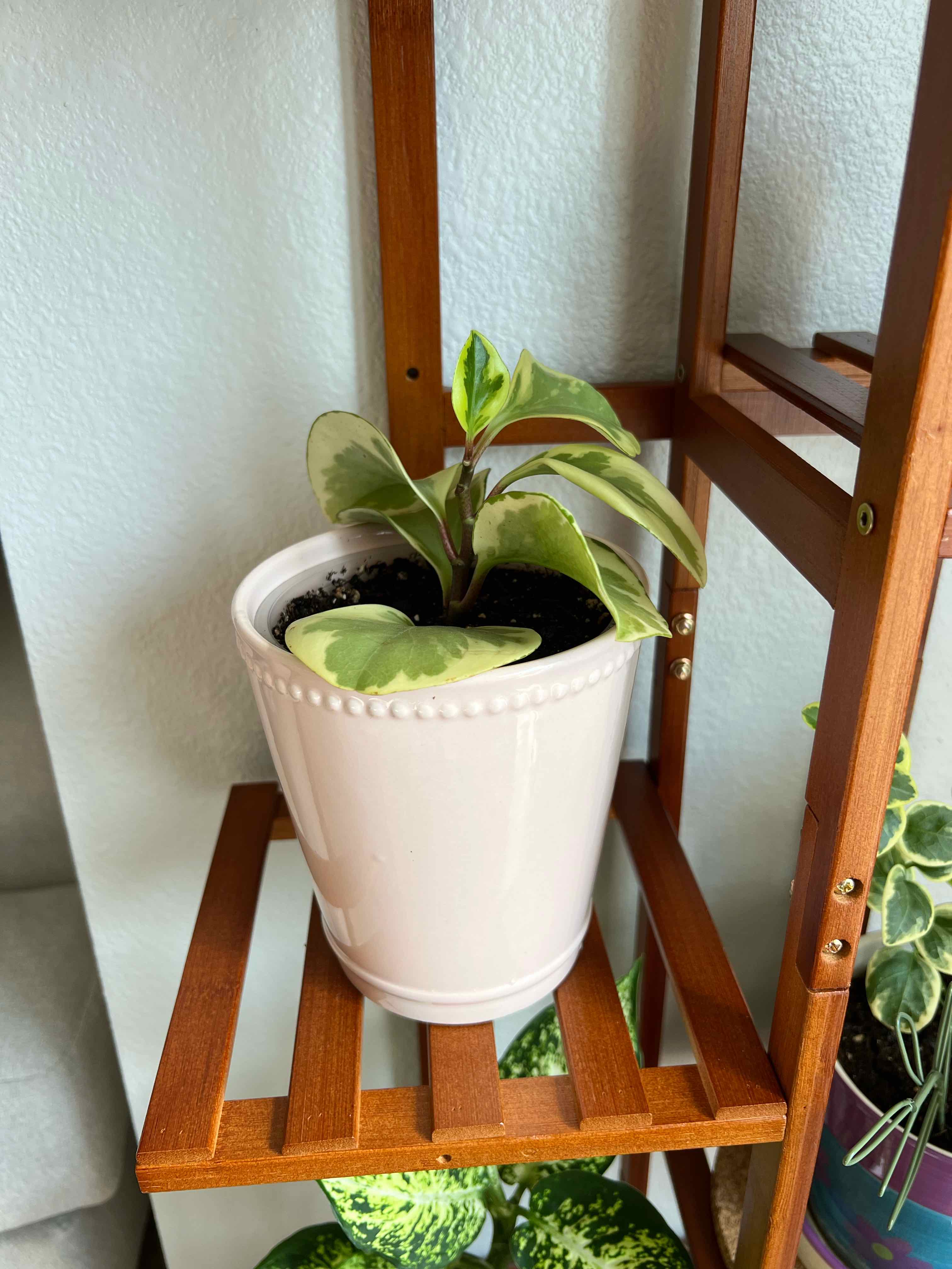 A small baby rubber plant in a white pot on a wooden stand. The plant is young but healthy with vibrant green leaves.