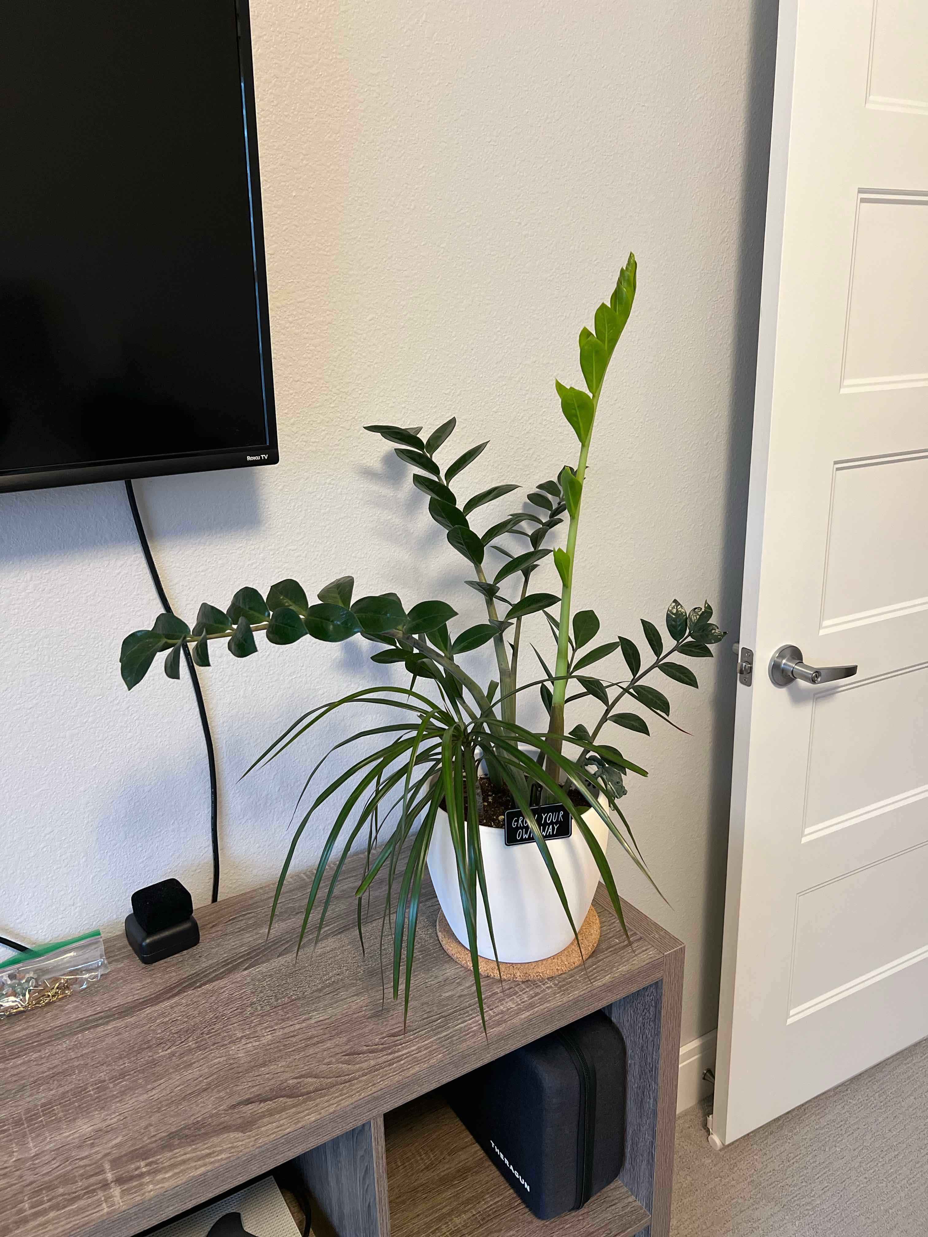 Should I Repot My Zz Plant And If So, How?