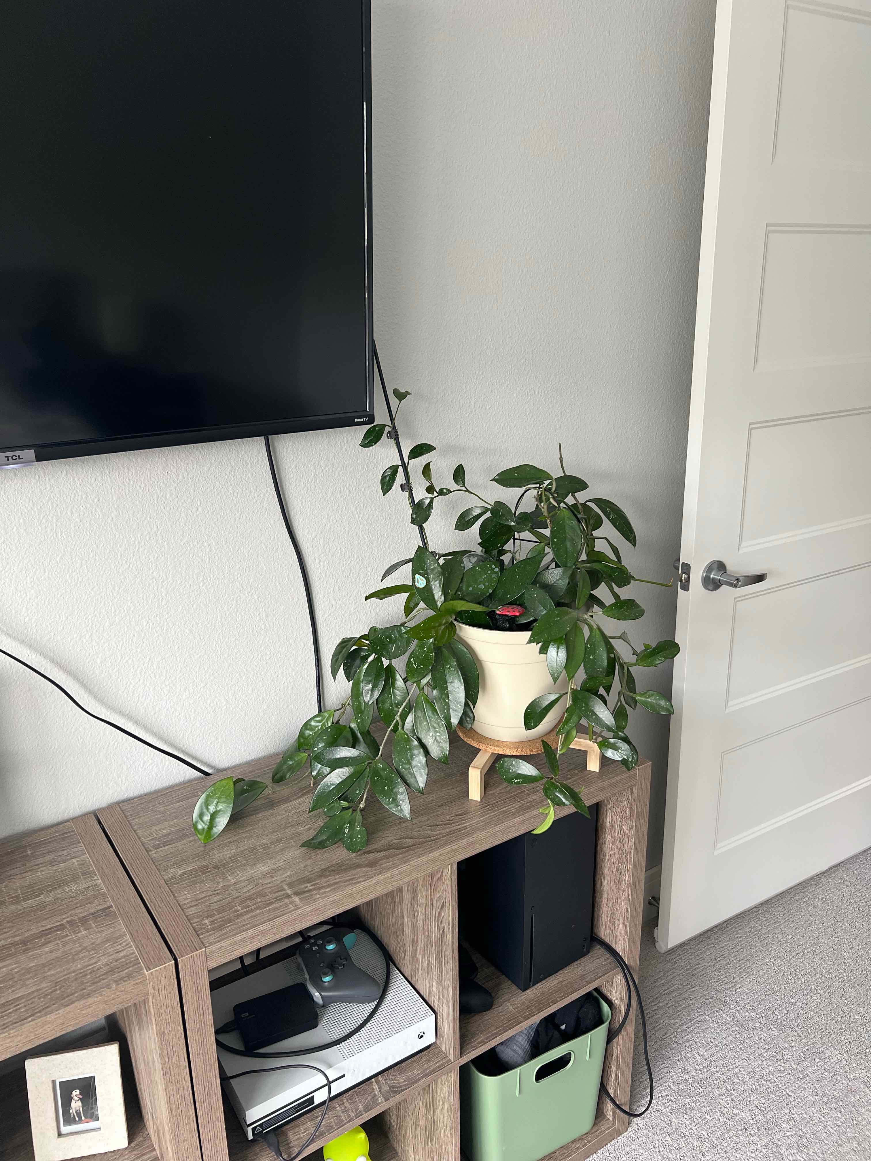 Healthy waxplant with some yellowing leaves, growing in a pot on a wooden shelf next to a TV and other items.