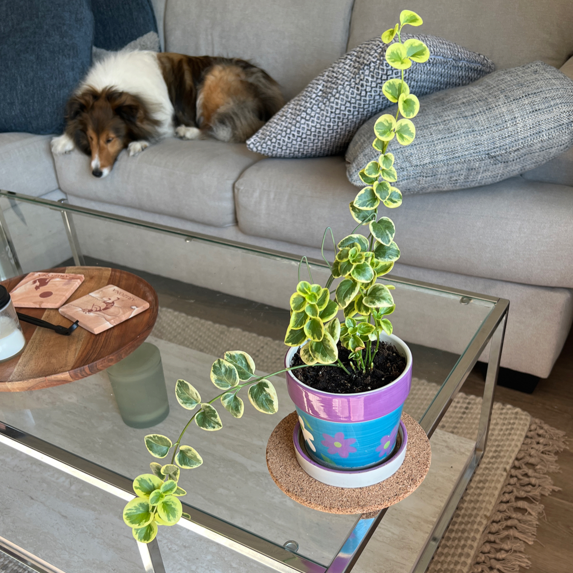A healthy potted Greater Periwinkle plant with trailing vines sits on a glass coffee table in a living room with a dog on the couch.