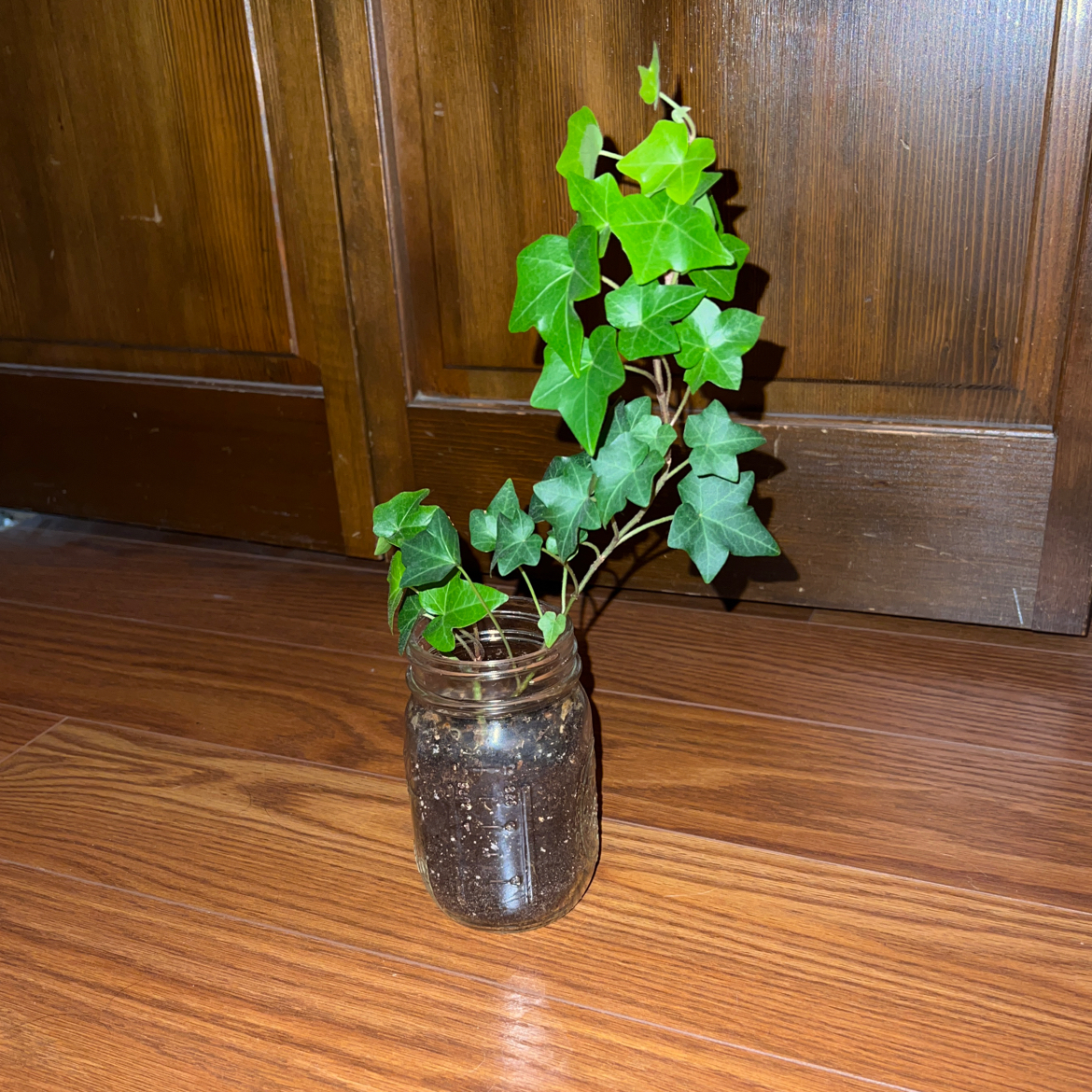 A healthy English Ivy plant with lush green leaves propagating in a glass jar of water on a wooden surface.