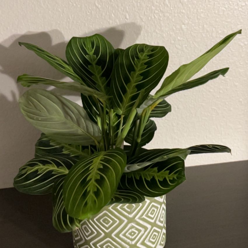 Healthy green prayer plant with lush, glossy leaves in a decorative pot, well-framed against a white background.