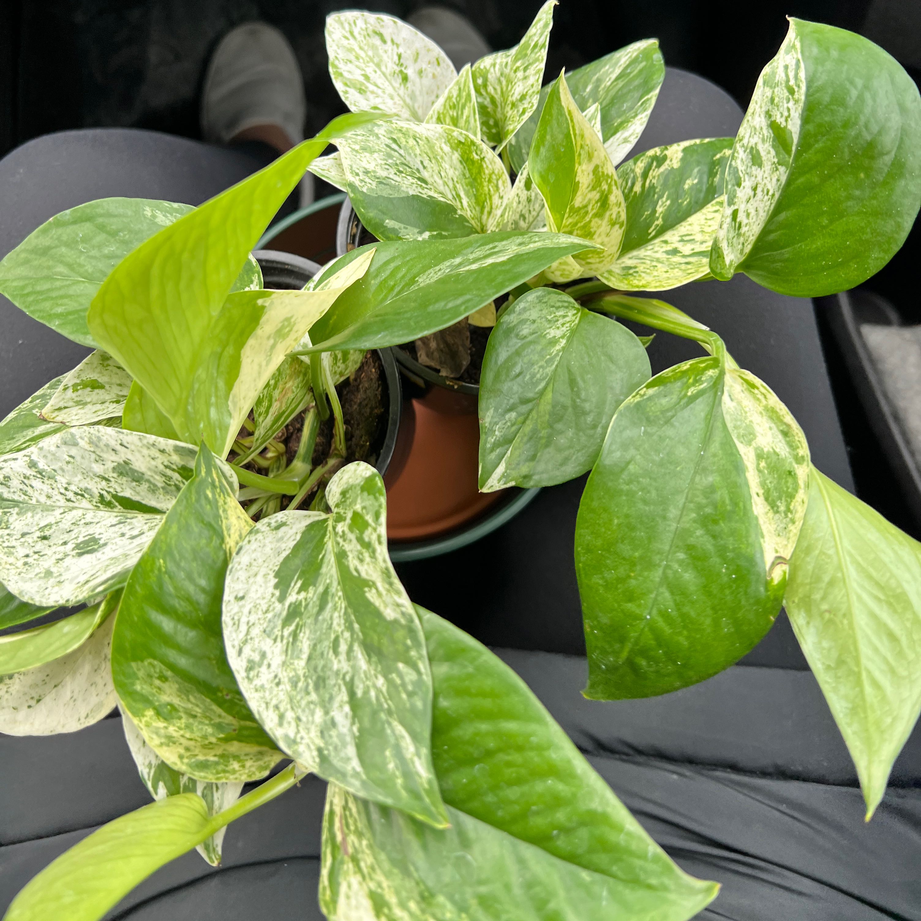 Marble Queen Pothos plant with variegated leaves, healthy and vibrant.