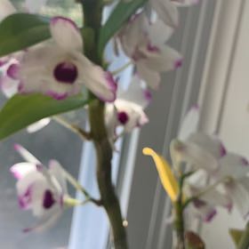 Photo of the plant species Dendrobium Love Memory Fizz by @KeenBabyburro named Memory Fizz on Greg, the plant care app