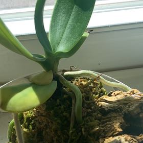 Photo of the plant species Sedirea japonica by @KeenBabyburro named Japonica on Greg, the plant care app