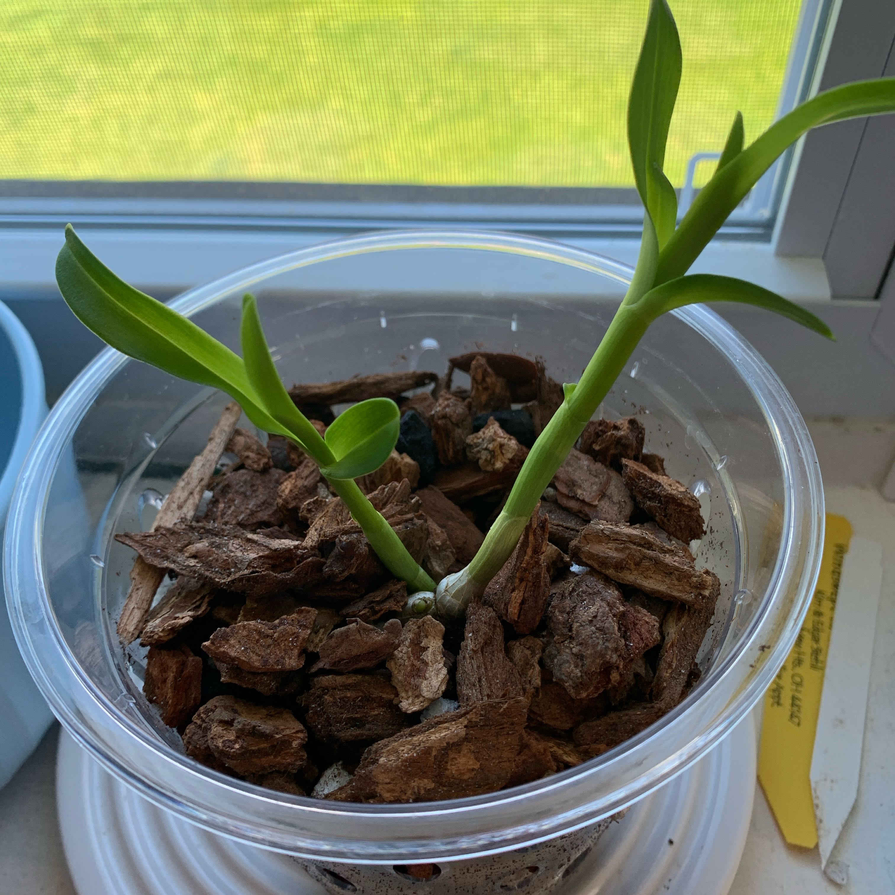 Photo of the plant species Dendrobium Love Memory Fizz by @KeenBabyburro named Babydon’tdie on Greg, the plant care app