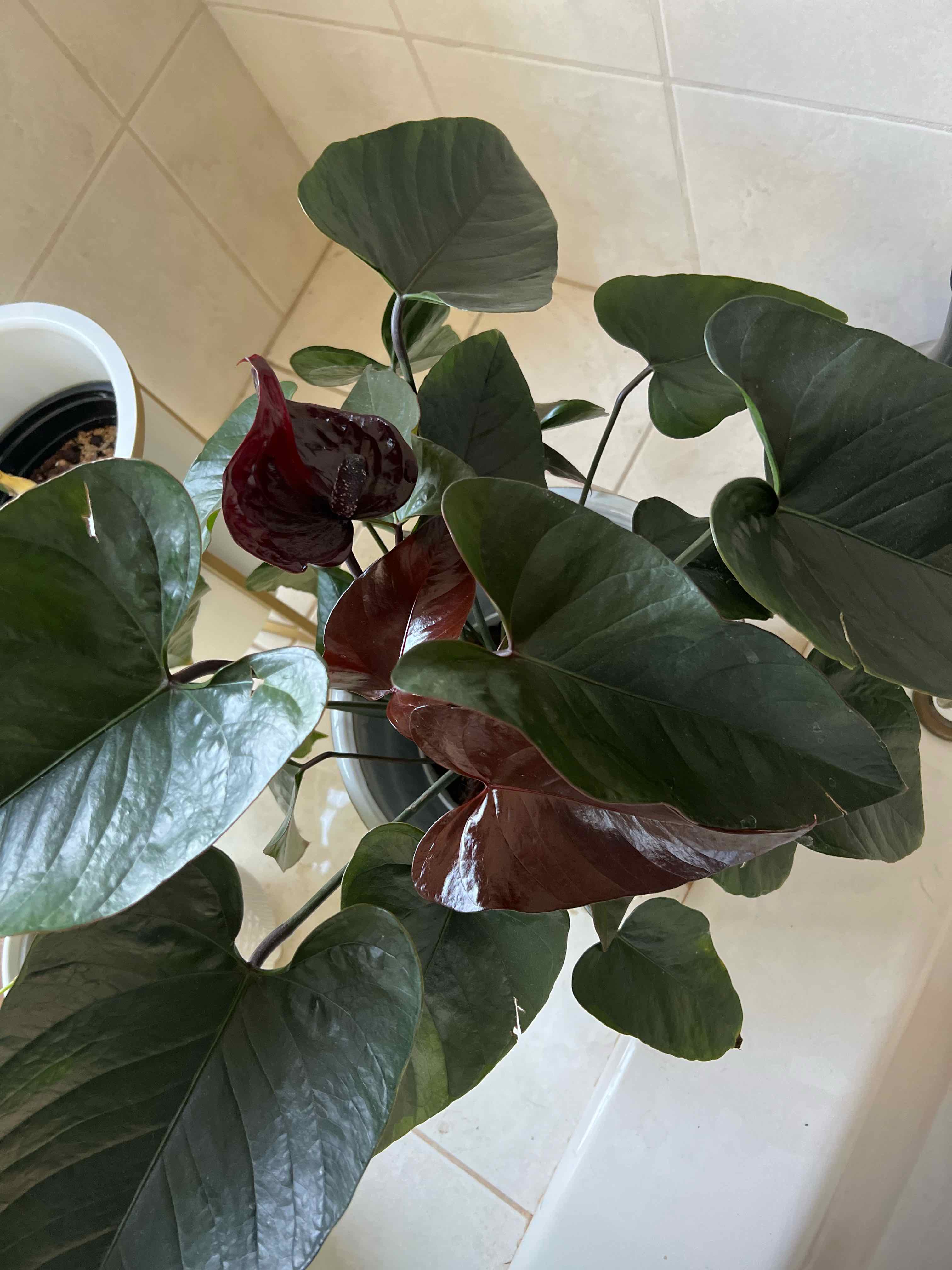 Photo of the plant species Anthurium 'Chocolate' by @Gimmekimmy named Keanu Leaves on Greg, the plant care app
