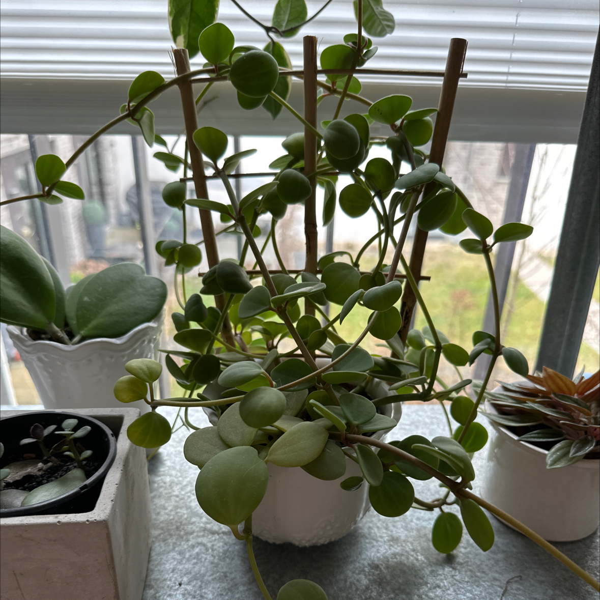 Peperomia 'Hope' plant photo by @malar87 named Hope on Greg, the plant care app.