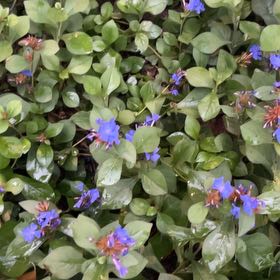 Photo of the plant species Blue Leadwood by @DeanBlueginger named Mochi on Greg, the plant care app