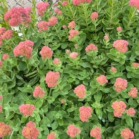 Photo of the plant species Rose Meadowsweet by @DeanBlueginger named Fernie Mac on Greg, the plant care app
