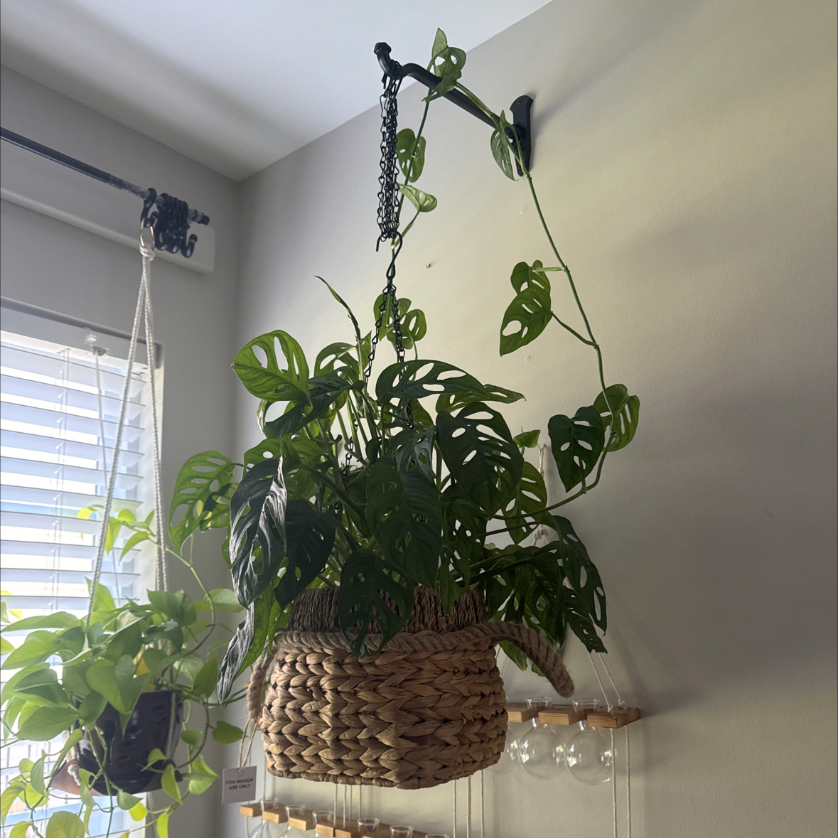 Tree Diddy | A plant by @AlsPlantiFull on Greg