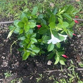 Plant care for Red Copper on Greg, the plant care app